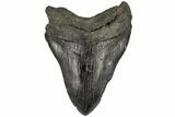 5.11" Fossil Megalodon Tooth - South Carolina - #197889-1